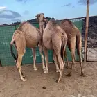 جزار مصري أبحث عن عمل