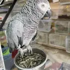 كاسكو او أمازوني