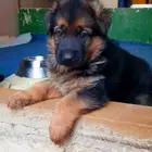جراوي جيرمن شيبرد شولاين