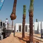 نخل المجمعه