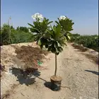 مزارع ومنسق حدائق