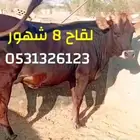 بقره للببع