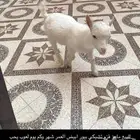 ماعز القزم
