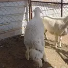 طليان حريه ذبايح