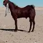 تيس ولد العروق الذهبي