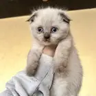 قطه للبيع مع كامل أغراضها بسعر مغري