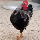 ديك برنافليدر أوربي قزمي