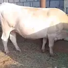 بقره للبيع بكر