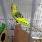 للبيع فرخ بادجي اليف