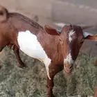 تيس للبيع محافظة حقل