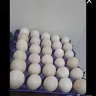 بيض بط بلدي مصري ومسكوفي وسوداني