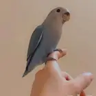 انا محتاج طير اليف للتبني