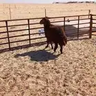 خروف نعيمي بلدي شرط فل الفل ظهر وطرف الموقع ضواحي الجبيل