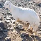 طلي لبيع مشروط من المراح العمر توه ثني