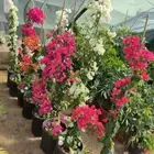 تنسيق الحدائق