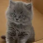 قطط سكوتش هجين شيرازي للبيع