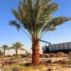 نخل واشنطني زينه نخل اخلاص سكري صقعي هلالي مجدول ونانه عسيله