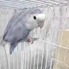 عرض خاص اناث روز الأنتاج احجام سوبر جامبو