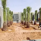 نخل مثمر نقايل جثايث اخلاص سكري برحي صقعي شيشي واشنطني هلالي