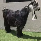 تيس عااارضي