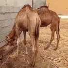 قعود بلدي