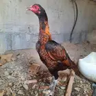 للبيع ديك و دججتين سندي دجاجه موليه مشجر