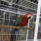 فرخ مكاو روبي