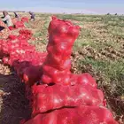 للبيع بصل وبطاطس جمله من مزارع حائل حموله دينات