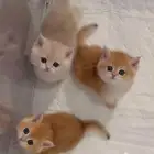 كيتن للبيع