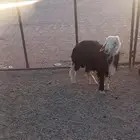 طلي نجدي جزع مشاء الله تبارك الله شحم ولحم
