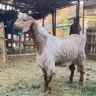 مشروع فحل مصري فخم