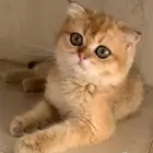 قطة سكوتش فولد جولد