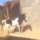 مهره بونيه للتعليم ولاهل المدارس والاستراحات لاعلي سوم