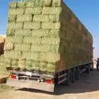 بيع الاعلاف والبرسيم والتبن والروتس والذره