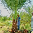 نخل للبيع نخيل مثمر فاخر نقايل خلاص سكري صقعي برحي شيشي سلج