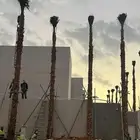 نخل واشنطني من اجود انواع النخل جده