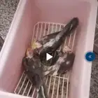 للبيع فروخ كروان هولندي
