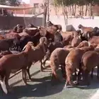 سواكن حمري جذعان مرابي