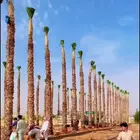 السلام عليكم ورحمه الله عندنا نحل طيب متواجد في مكه
