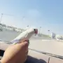 روز انثى اليف 