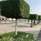 قص شجره ونظافة وترتيب قلع نخل