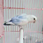 ذكور وفرخ روز