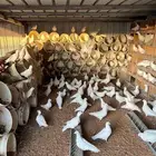 حمام فرنسي