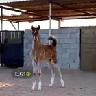 مطلوب مهره او فرس للبيع بسعر مناسب