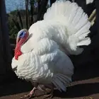 دجاج رومي للبيع