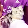 انثى شيرازي للتبني في جدة