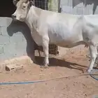 بقره للبيع