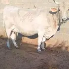 بقره لقاح 8شهور