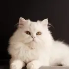 قطط بيضاء شيرازية للتبني