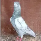 جوز لاكا